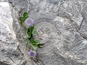 Globularia incanescens with copyspace. photo