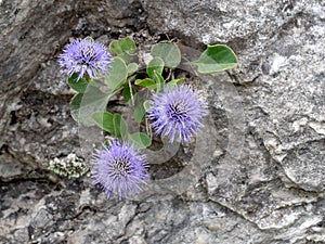 Globularia incanescens growing wild in the Apuan Alps, Italy photo