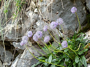 Globularia nudicaulis plant with light purple flowers