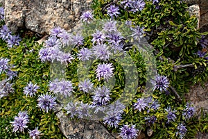 Globularia repens light violet alpine flowers photo