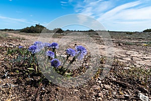 Globularia vulgaris blossoming in a barren landscape photo