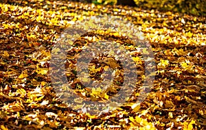 The Gloden Autumn season leaf texture background