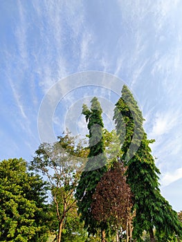 Glodogan tiang tree from low angel photo