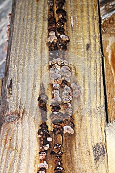 Gloeophyllum abietinum decay on construction wood