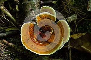 Gloeophyllum sepiarium mushroom on the tree into the forest. Rusty gilled polypore