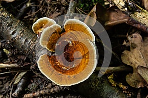 Gloeophyllum sepiarium mushroom on the tree into the forest. Rusty gilled polypore