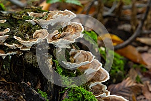 Gloeophyllum sepiarium mushroom on the tree into the forest. Rusty gilled polypore