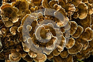 Gloeophyllum sepiarium mushroom on the tree into the forest. Rusty gilled polypore