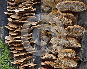 Gloeophyllum trabeum is a brown rot fungus that has long been considered to belong to the Polyporales