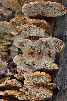 Gloeophyllum trabeum is a brown rot fungus that has long been considered to belong to the Polyporales