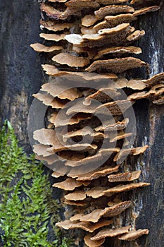 Gloeophyllum trabeum is a brown rot fungus that has long been considered to belong to the Polyporales photo