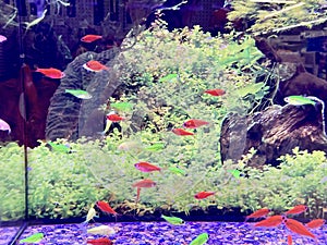 GloFish in Aquarium photo