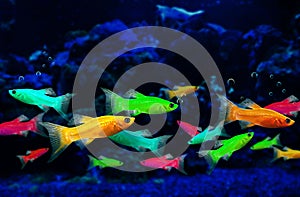 Glofish, genetically engineered fluorescent fish photo