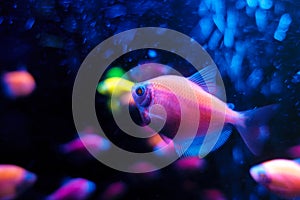 Glofish tetrnectia genetically modified fish
