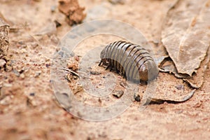 Glomerida ,Pill millipede can roll into a ball