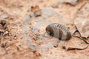 Glomerida ,Pill millipede can roll into a ball