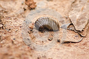 Glomerida ,Pill millipede can roll into a ball