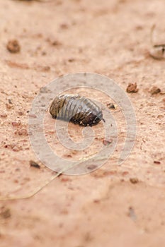 Glomerida ,Pill millipede can roll into a ball