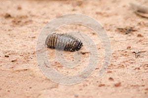 Glomerida ,Pill millipede can roll into a ball