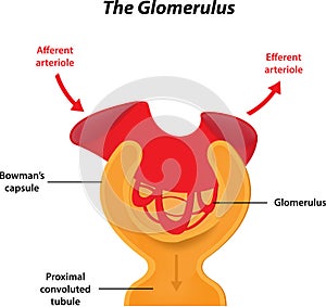 The Glomerulus photo