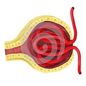 The glomerulus at of a nephron in the kidney.