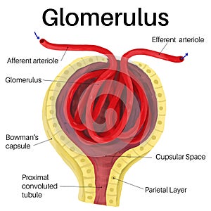 The glomerulus is a network of small blood vessels.