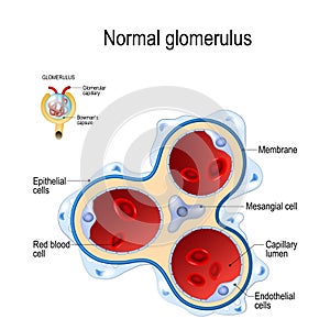 Glomerulus. part of kidney photo