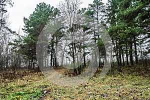 Gloomy autumn forest , depression , leaves. Gloomy autumn forest in fog, road into the distance