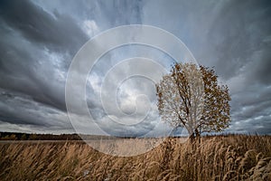 Gloomy autumn landscape