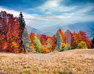 Gloomy autumn scene of mountain valley. Picturesque evening view of Carpathian mountains, Kvasy village location, Ukraine, Europe.