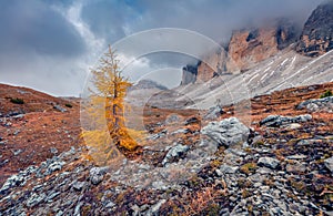 Gloomy autumn view of Tre Cime Di Lavaredo National Park with small larch tree.