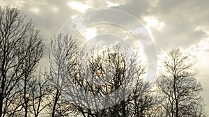 Gloomy autumn winter weather forecast. Bare dead leafless tree crown branches against grey cloudy sky with some sun light.