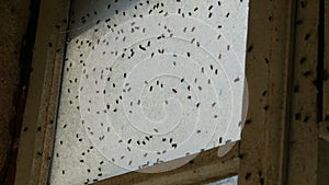 Gloomy congestion of huge number of housefly or Musca domestica that fly on an old dirty vintage abandoned window. Many
