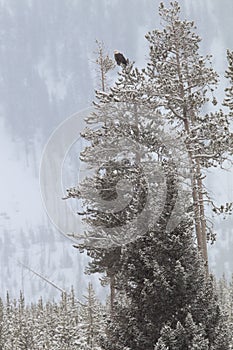 Gloomy day with bald eagle in tree