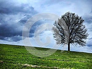 Gloomy day with dark clouds with a bare tree standing alone on a green mountain slope