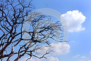 Gloomy dead tree with clouds