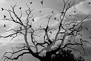 Gloomy dead tree, crows