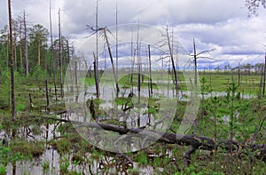 Gloomy dead trees in an impassable swamp
