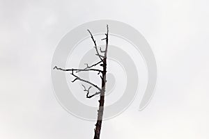 Gloomy and depressive view of the lonely dead tree in front of the dark autumn sky