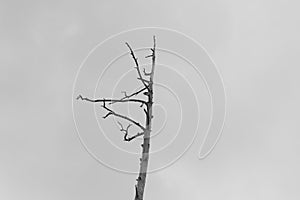 Gloomy and depressive view of the lonely dead tree in front of the dark autumn sky