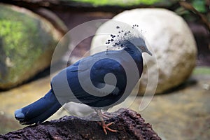 Gloomy dove in Barcelona Zoo. Ornithology concept. Barcelona, Spain, Europe.