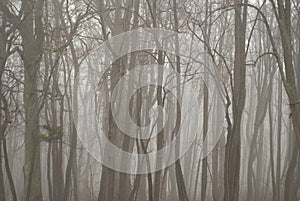 Gloomy fog in a bare forest