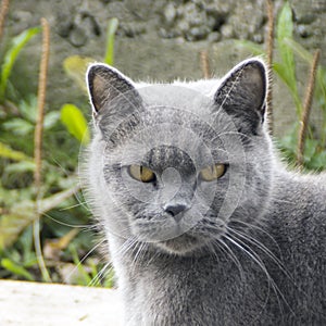 Gloomy gray cat outdoors