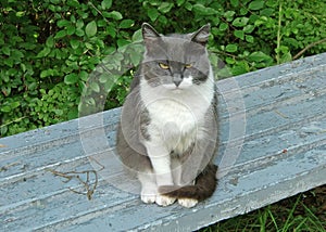 Gloomy gray with white cat sits on a bench and carefully looks straight into the camera