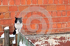 Gloomy homeless cat on the fence on a background of a brick wall