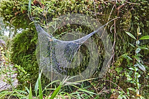Gloomy illuminated spider web in a dark rain forest at queulat national park. photo