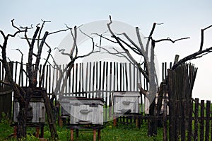 Gloomy landscape with dry trees and beehives