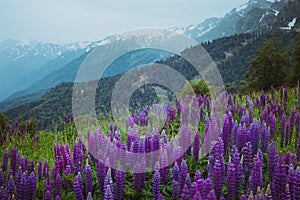 A gloomy landscape with a field of lupins in the mountains. Background with space for text.