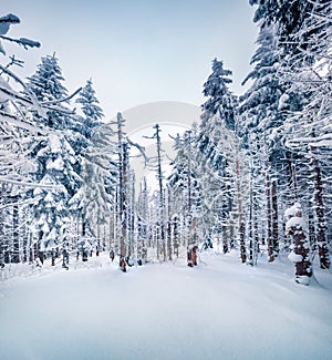 Gloomy morning scene of mountain woodland. Fabulous winter view of Carpathian mountains, Ukraine