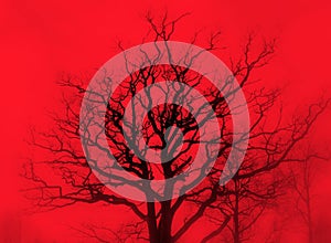 Gloomy oak in red mist photo